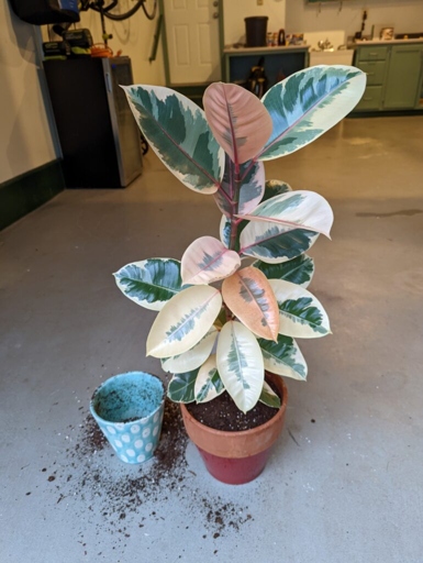 To repot a Ficus Elastica Tineke, remove it from its current pot and place it in a new pot that is only slightly larger.