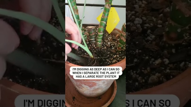 To repot an Alocasia Portodora plant, first remove the plant from its current pot. Finally, replant the Alocasia in a new pot that is slightly larger than the previous one. Next, loosen the roots and trim away any that are damaged.