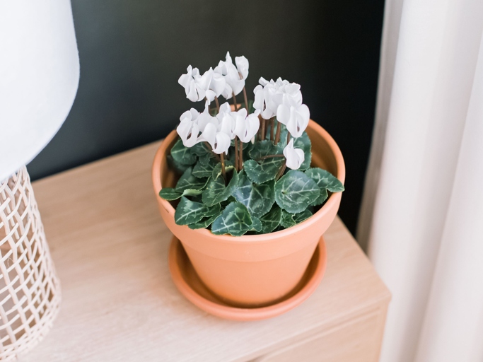 To revive an overwatered cyclamen, allow the soil to dry out completely and then water as usual. If your cyclamen's leaves are curling, it is likely due to overwatering.