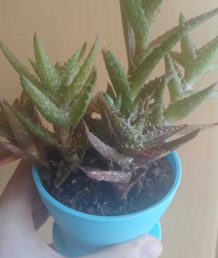 To revive an underwatered aloe vera plant, water the potting soil until it is very dry.