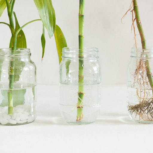 To root lucky bamboo cuttings, first fill a clean container with fresh water and add a rooting hormone to the water.