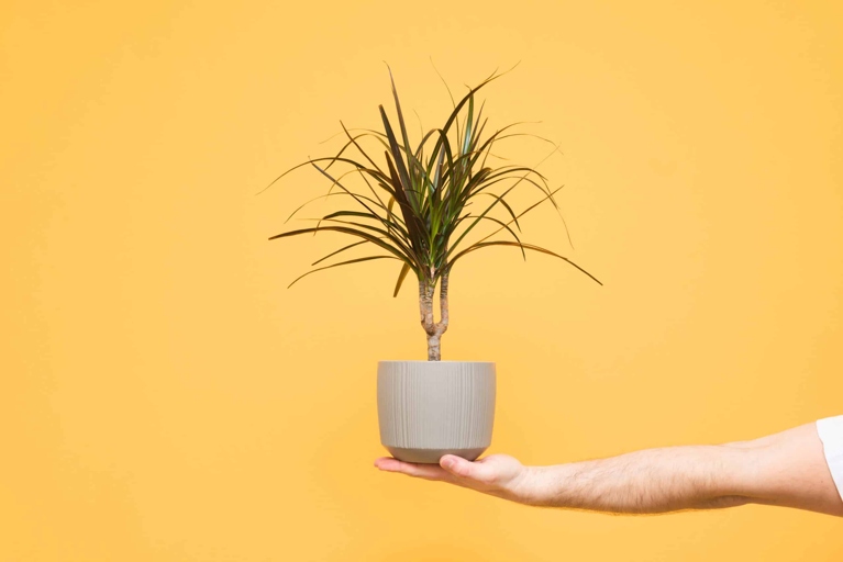 To save your Dracaena from root rot, water it less often and keep the temperature low.
