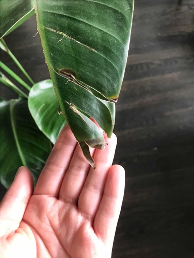 To save your plant, allow the soil to dry out completely between watering, and reduce the frequency of watering. If your bird of paradise leaves are turning brown, it's likely due to overwatering.