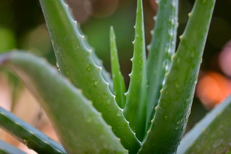 To stimulate aloe vera growth, water the plant deeply and regularly, fertilize it monthly, and provide it with bright, indirect light.