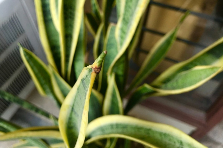 To test if your snake plant needs water, stick your finger in the soil up to the second knuckle.