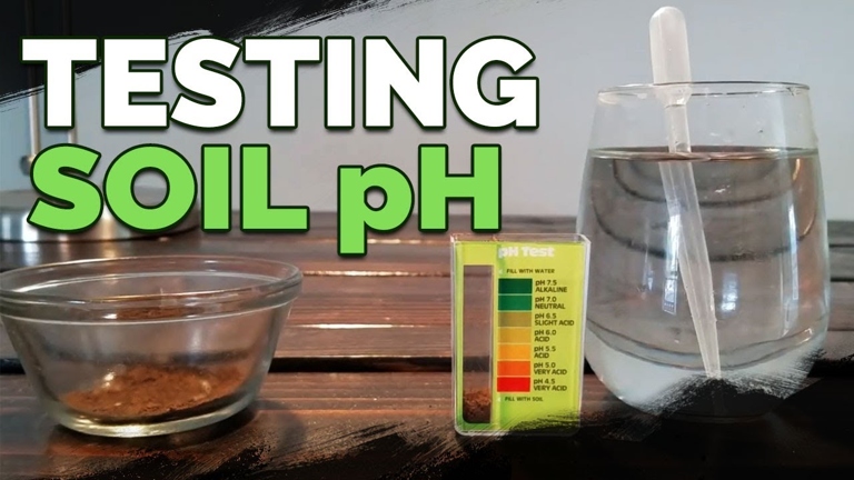 To test the soil's acidity, use a soil pH test kit or meter.