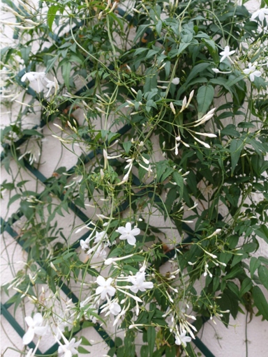 To train Star Jasmine on a trellis, start by tying the main stem to the trellis with soft twine.