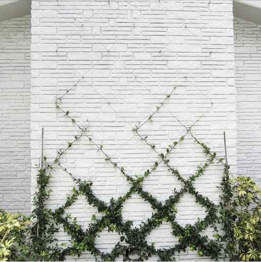 To train Star Jasmine, you will need a trellis, brick wall, or wire.