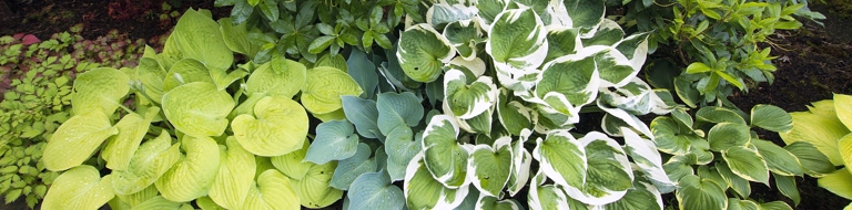 To treat hosta diseases, it is important to first identify the type of disease and then follow the appropriate treatment plan.
