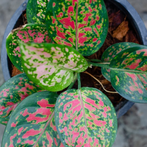 To treat leaves that are curling on a Chinese Evergreen, increase the humidity around the plant and check for pests.