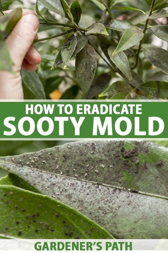 To treat sooty mold on bamboo, prune any affected leaves and stems, and then wash the plant with a mild soap and water solution.