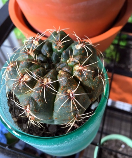 To treat sun scorch, move your cactus to a shadier spot and make sure it is getting enough water. If your cactus is turning purple, it is likely due to sun scorch.