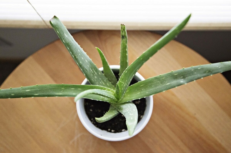 To water aloe vera, wait until the soil is dry, then water deeply and allow the excess water to drain away.