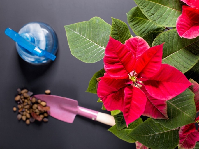 To water your poinsettia from below, simply place the pot in a sink of lukewarm water and allow the water to come up around the base of the plant until it begins to seep out of the drainage holes.