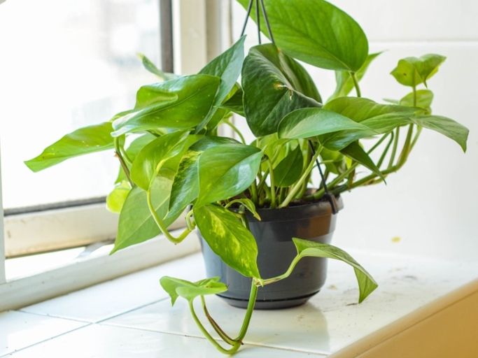 Toxicity: Both Pearls and Jade Pothos are toxic to humans and pets if ingested.