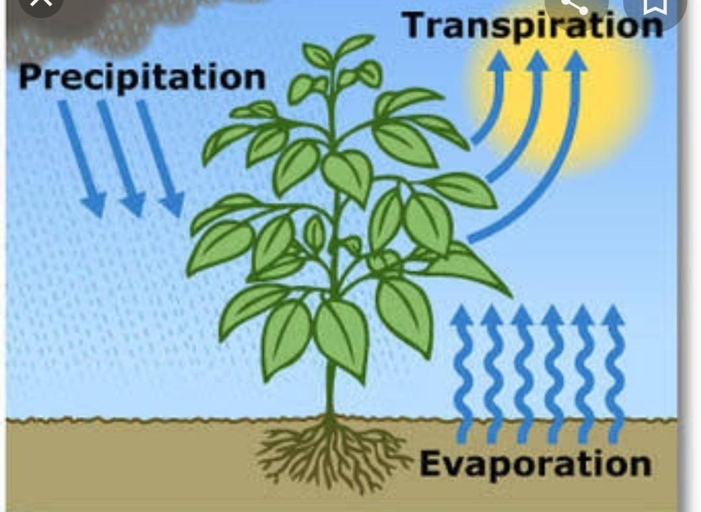 Transpiration is the process of water movement through a plant and its evaporation from aerial parts, such as leaves, stems and flowers.