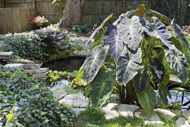 Transplanting your elephant ear at the right time is crucial for its growth.