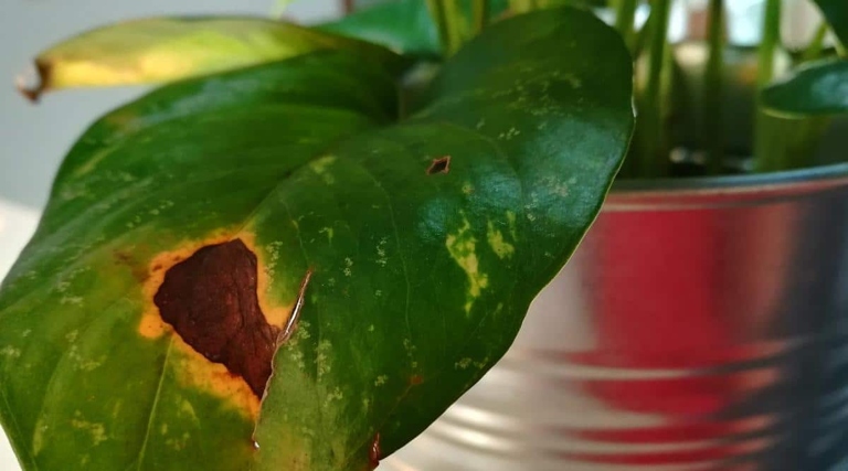 Treat the plant with a fungicide to get rid of the fungus and prevent it from coming back. If your pothos leaves are turning white, it's likely due to a fungus.