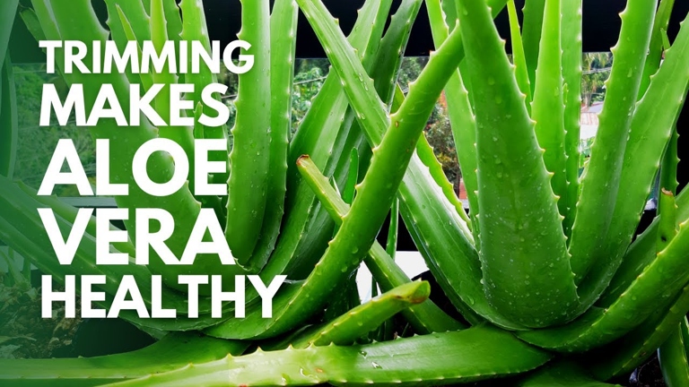 Trim off any leggy growths or unwanted plant parts to help your aloe vera plant look lush and bushier.