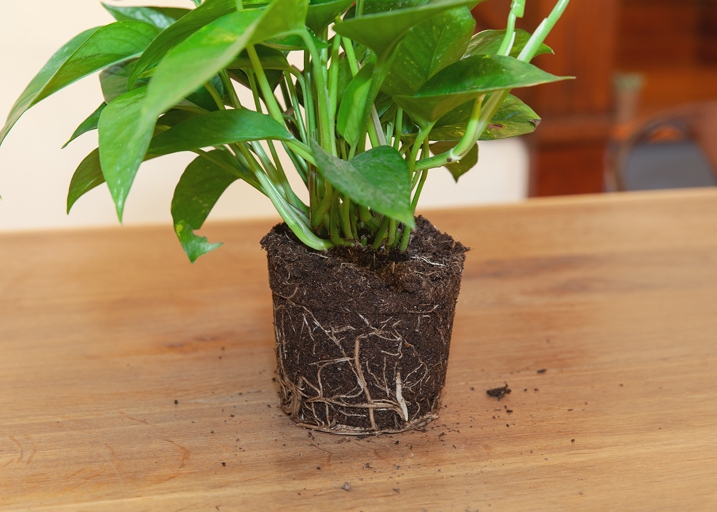 Trim off any roots that are black or mushy, as these are the infected roots.