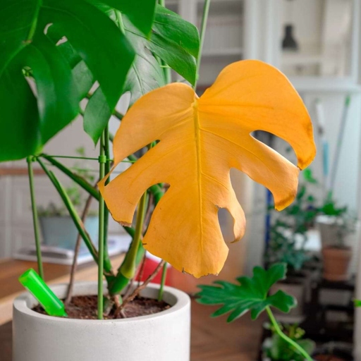 Try leaching off the excess fertilizer to see if that helps. If your Monstera adansonii leaves are turning yellow, it could be due to excess fertilizer.