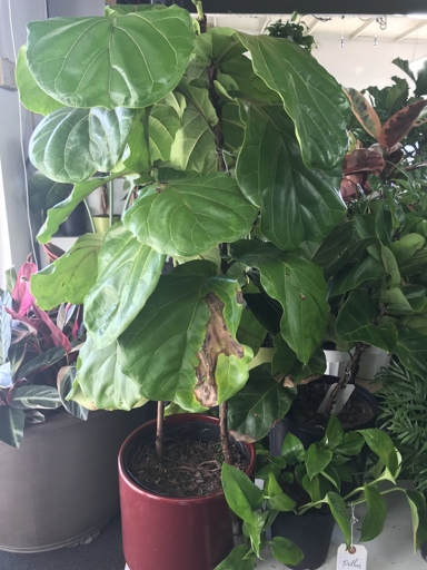 Underwatered vs Overwatered Philodendron:

What are the signs of an underwatered or overwatered Philodendron, and how can you tell the difference?