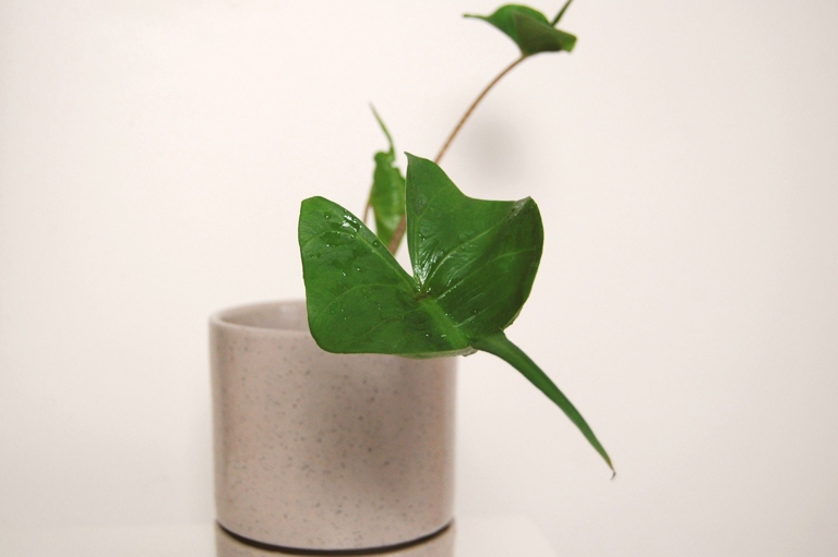 Underwatering your Alocasia Stingray can lead to leaf drop and eventual death.