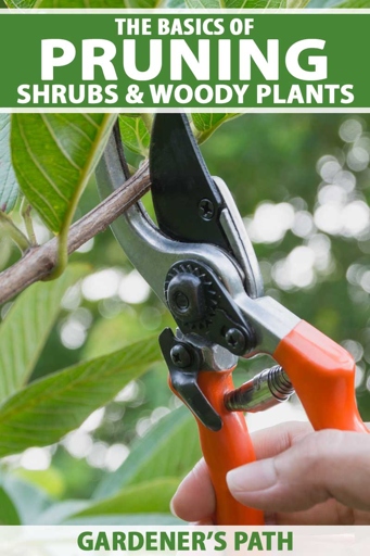 Use pruning shears to cut the branch off at the base, as close to the trunk of the plant as possible.