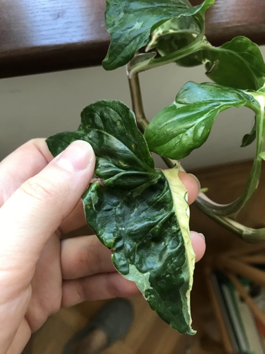 Variegated Syngoniums are prone to a few problems, the most common being leaf variegation loss and stem etiolation.