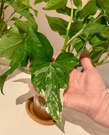 Variegated syngoniums are sensitive to low temperatures and their decorative leaves may be damaged if exposed to cold weather.