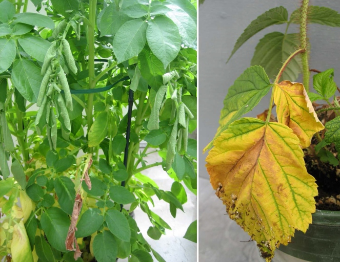 Verticillium wilt is a fungal disease that can affect many different types of plants, including mint.