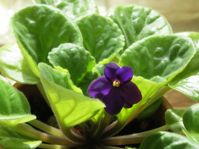 Violets are one of the 37 plants that can grow without sunlight.