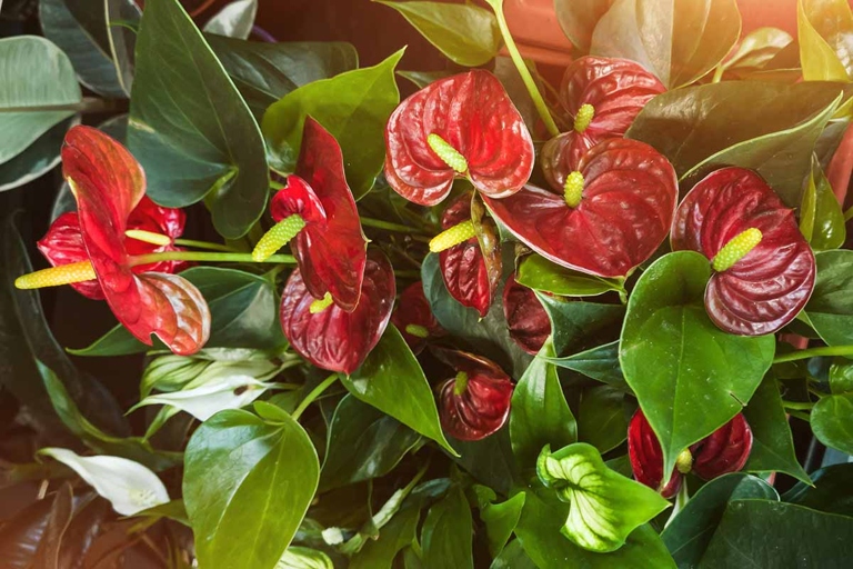 Water anthuriums every one to two weeks, allowing the soil to dry out slightly between watering.