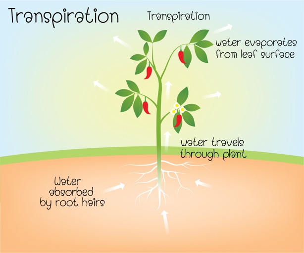 Water is an essential part of any plant's life, and without it, they will begin to wilt and die.