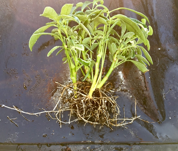 Water is essential to keeping the root zone moist and preventing the plant from drying out and dying.