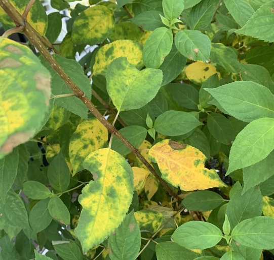 Water logging condition is one of the 8 causes of hydrangea leaves turning yellow.