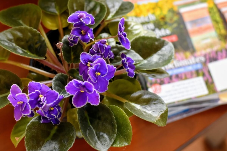Water logging is a common problem with African violets, and is often the result of poor drainage.