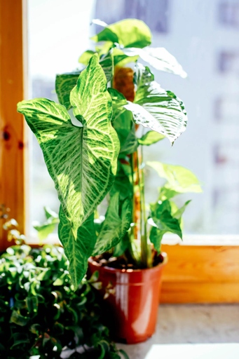 Water quality is a major factor in the health of your Syngonium plant.