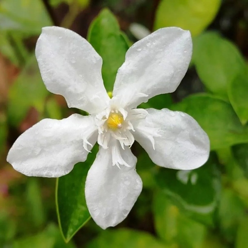 Water quality is an important factor in the health of your gardenia.