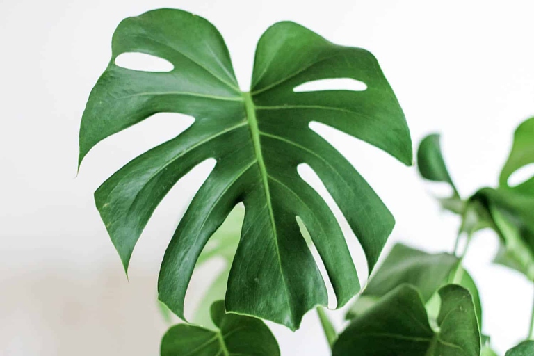 Water quality is an important factor in the health of your Monstera.