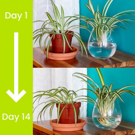 Water spider plants every one to two weeks, allowing the soil to dry out slightly between waterings.