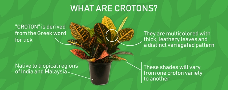Water your Croton bush about once a week, or whenever the top inch of soil feels dry to the touch.