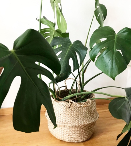 Water your Monstera immediately after transplanting, then wait until the top inch of soil is dry before watering again.