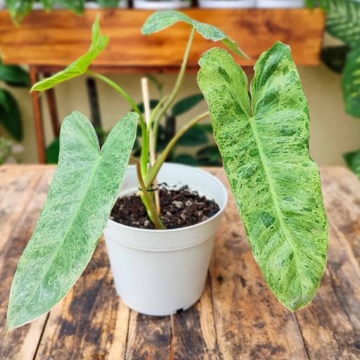 Water your Philodendron Paraiso Verde when the top inch of soil feels dry to the touch.