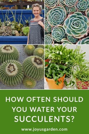 Water your succulents more frequently during the summer months.