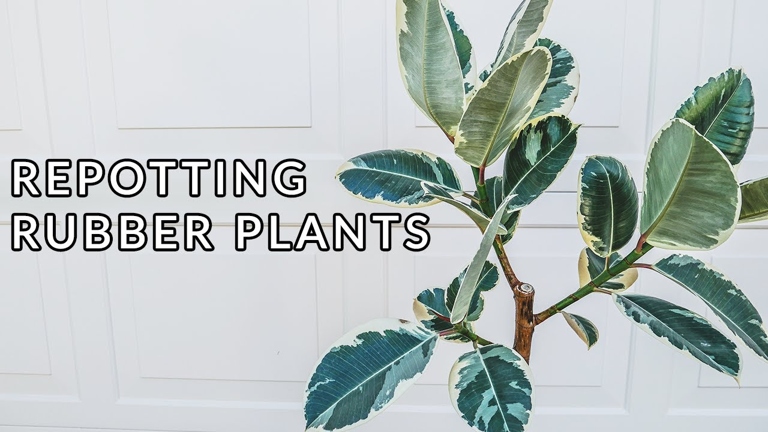 Watering a rubber plant after repotting it is important, as the plant will be stressed from the move.