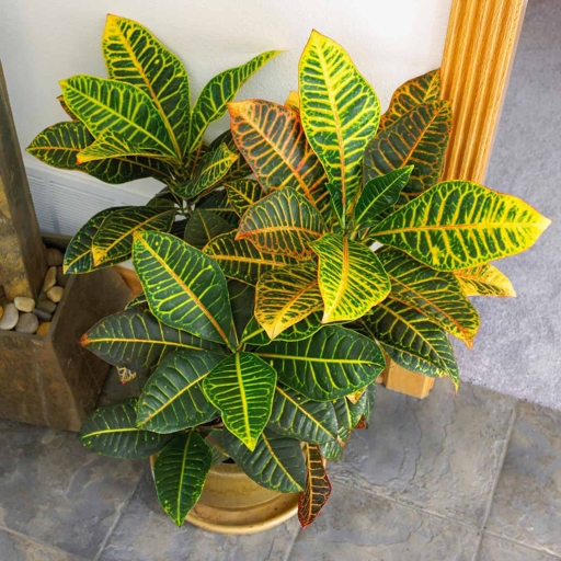 Watering from below is a great way to water your croton without getting the leaves wet.