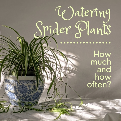 Watering from below is a great way to water your spider plants.