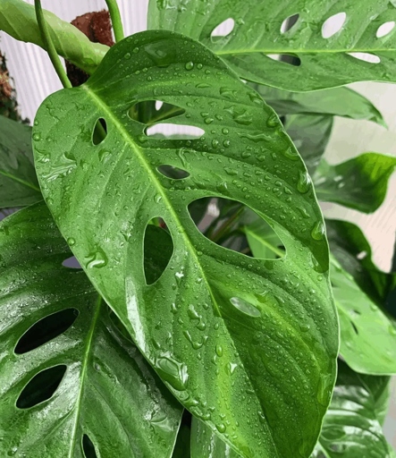 Watering Needs: Both Monstera Lechleriana and Monstera Adansonii need a lot of water, but they also need good drainage.