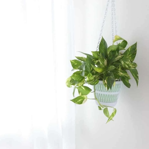 Watering on Dormant Periods: Pothos Root Rot (Sings, Causes and Treatment)

Pothos plants are susceptible to root rot, especially if they are watered on dormant periods.